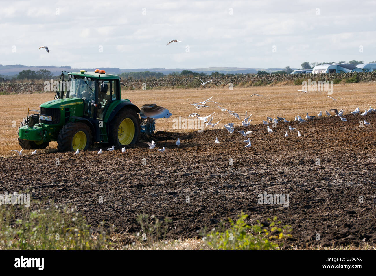 Un trattore arare un campo con infezioni opportunistiche gabbiani in seguito alla ricerca di cibo Foto Stock