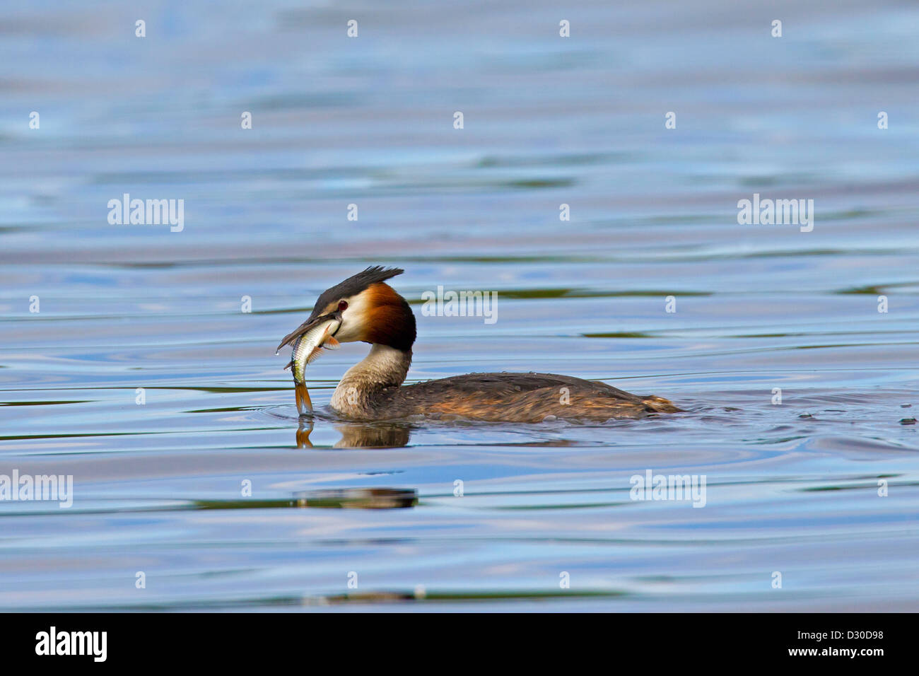 Svasso maggiore (Podiceps cristatus) mangiare pesce durante il nuoto nel lago Foto Stock