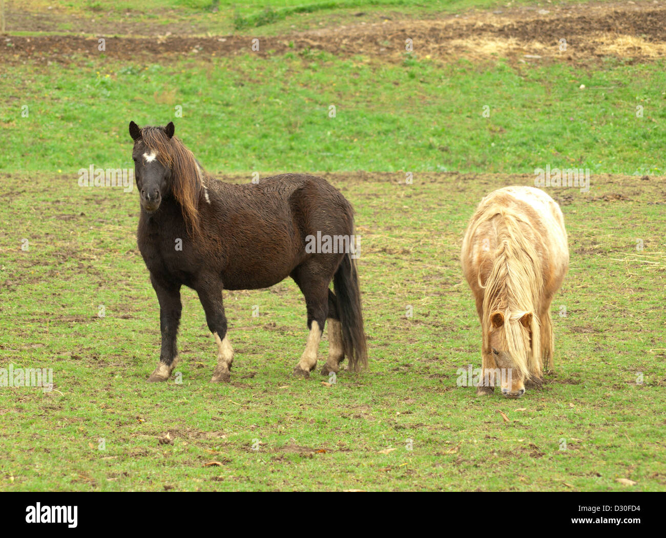 Due pony al di fuori Foto Stock