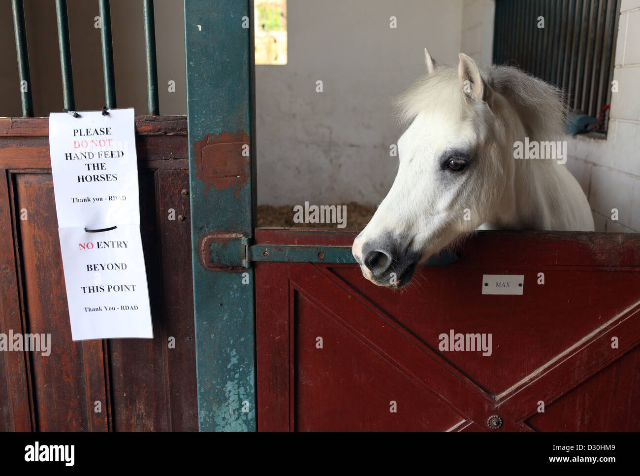 Dubai, Emirati Arabi Uniti, un pony, guarda al di fuori della sua scatola Foto Stock