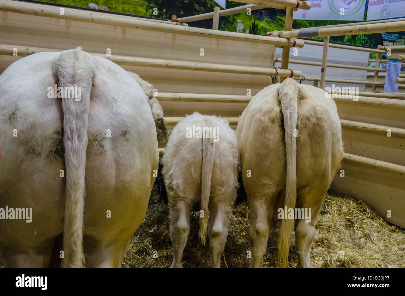 Bovini sul display in "Settimana verde" di Berlino, Germania Foto Stock