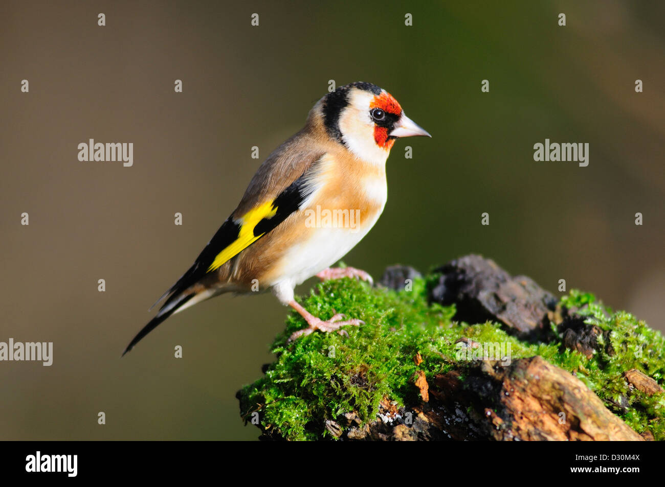 Un cardellino su un registro di muschio REGNO UNITO Foto Stock