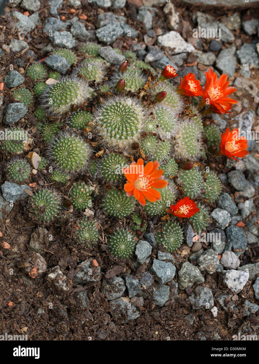 Rebutia, Rebutia spinosissima, Cactaceae. A nord-est l'Argentina, Western America del Sud. Foto Stock