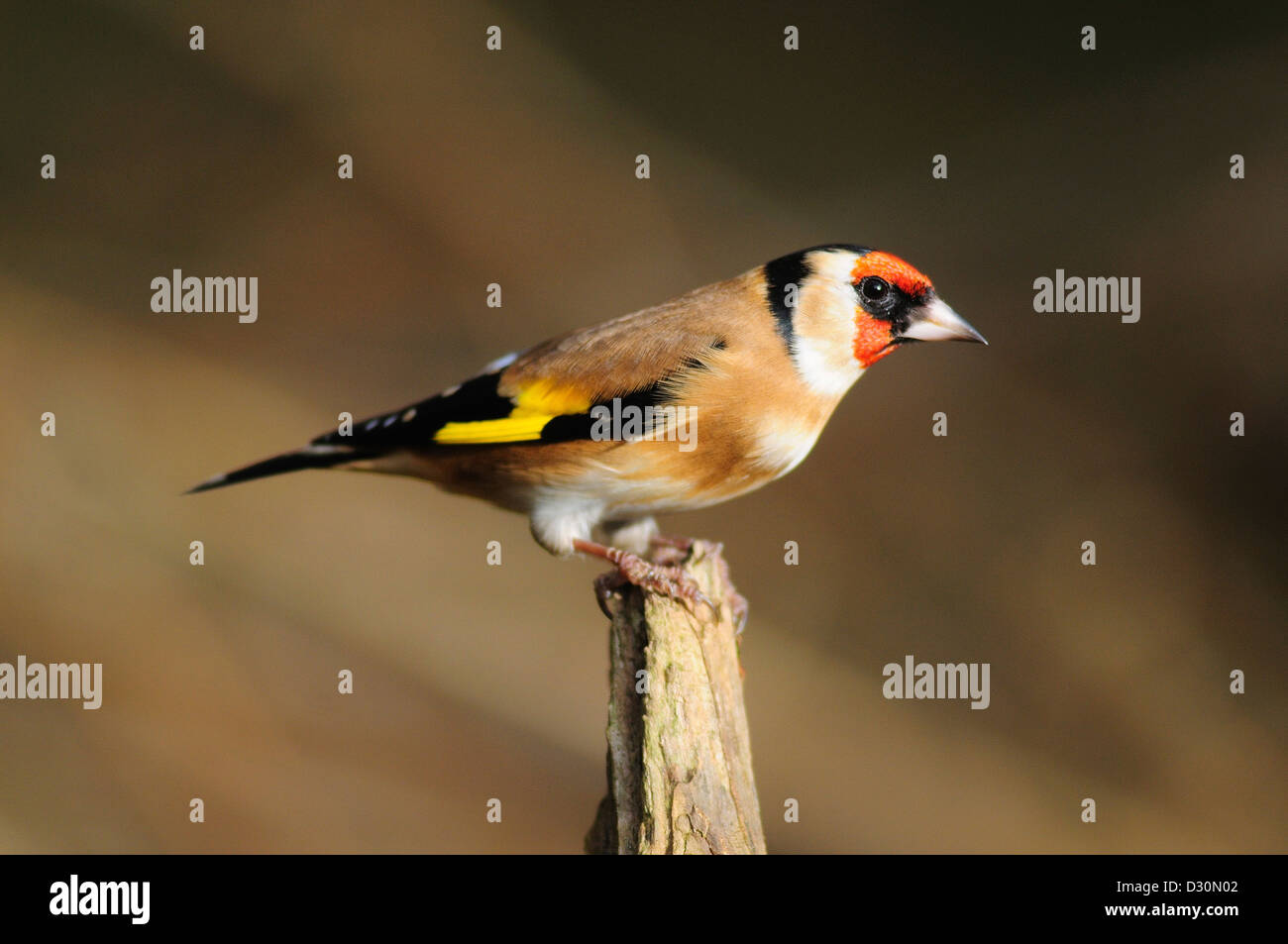Cardellino su un pesce persico Foto Stock