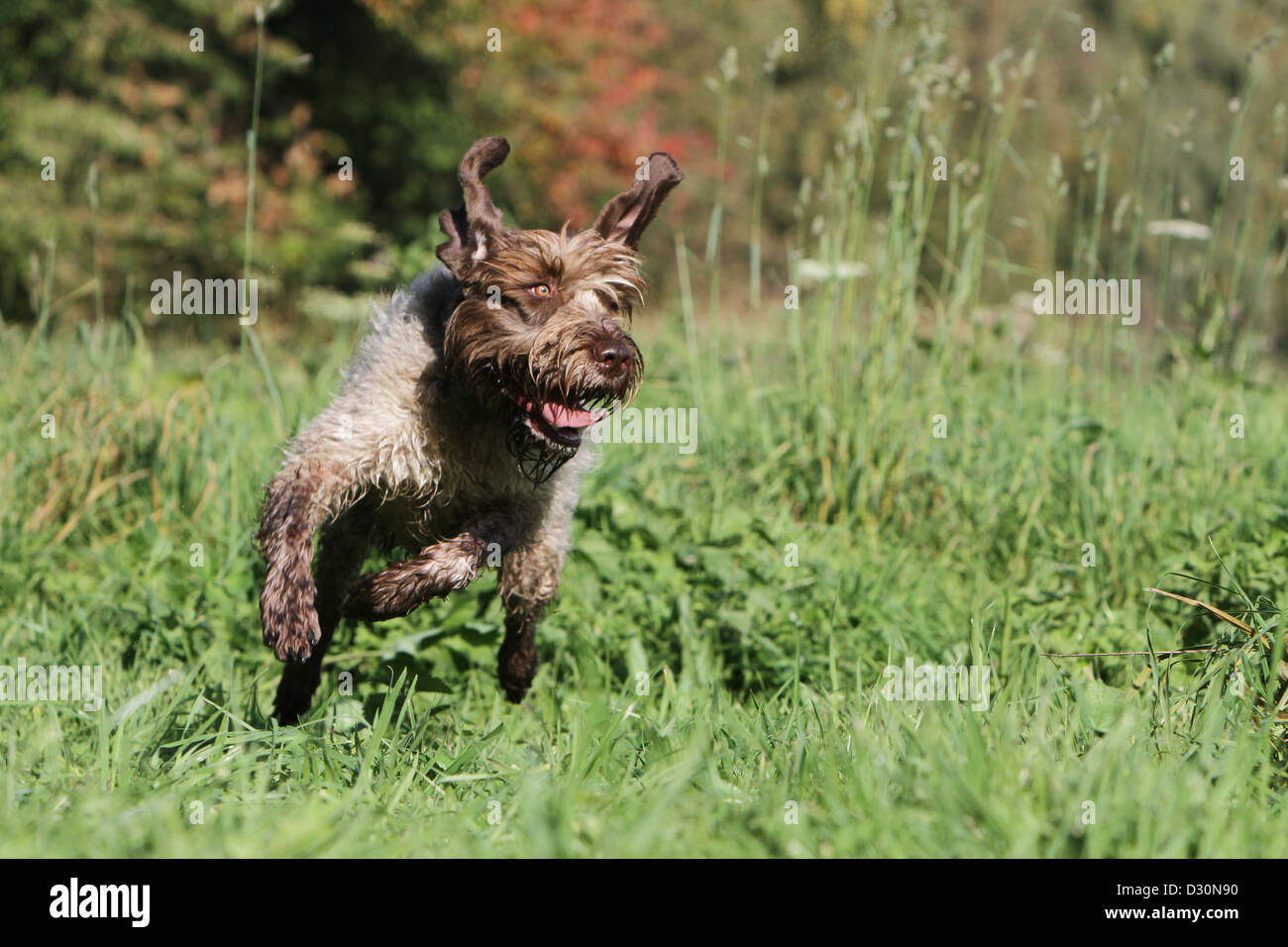 Cane di puntamento Wirehaired Griffon / Korthals Griffon adulto in esecuzione in un prato Foto Stock Cane di puntamento Wirehaired Griffon / Korthals Griffon adulto in esecuzione in un prato Foto Stock