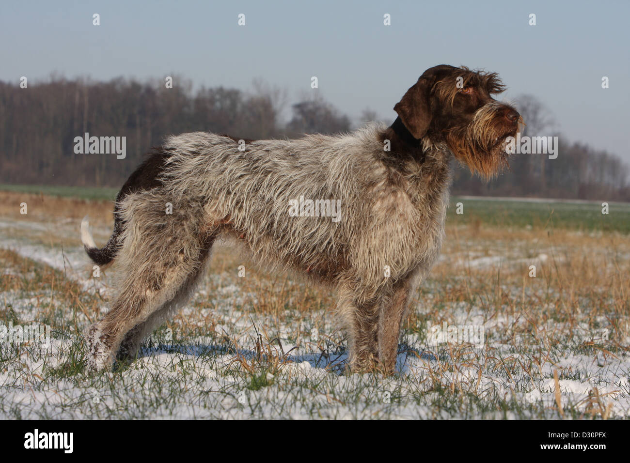 Cane di puntamento Wirehaired Griffon / Korthals Griffon adulto in piedi in un campo Foto Stock Cane di puntamento Wirehaired Griffon / Korthals Griffon adulto in piedi in un campo Foto Stock