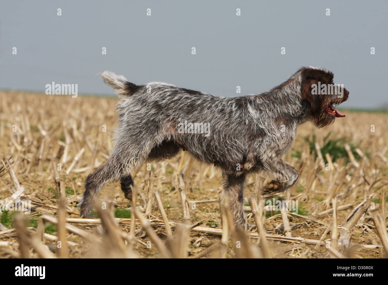 Cane di puntamento Wirehaired Griffon / Korthals Griffon adulto in esecuzione in un campo Foto Stock Cane di puntamento Wirehaired Griffon / Korthals Griffon adulto in esecuzione in un campo Foto Stock