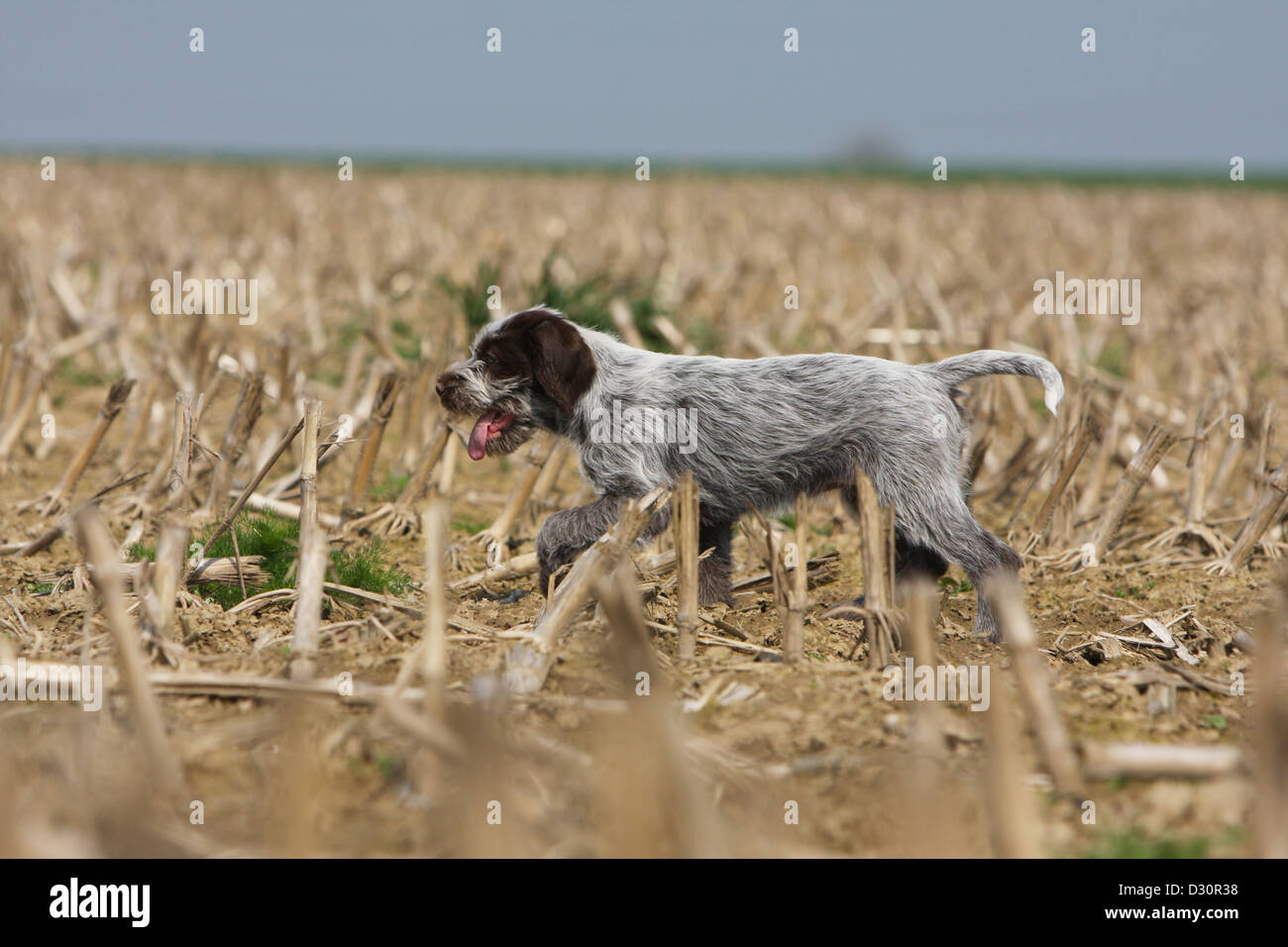 Cane di puntamento Wirehaired Griffon / Korthals Griffon cucciolo a piedi in un campo Foto Stock Cane di puntamento Wirehaired Griffon / Korthals Griffon cucciolo a piedi in un campo Foto Stock