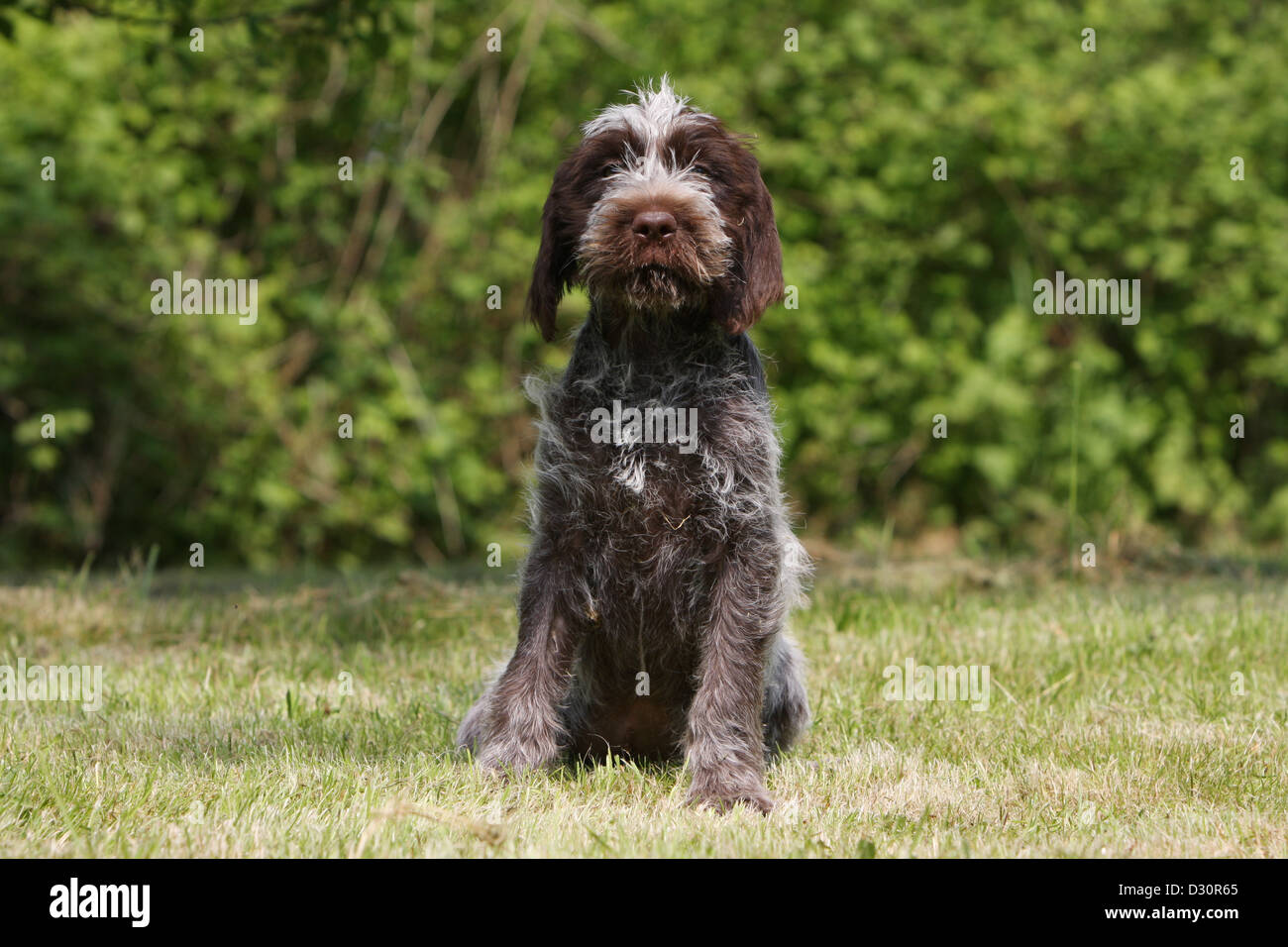 Cane di puntamento Wirehaired Griffon / Korthals Griffon cucciolo seduto in un giardino Foto Stock Cane di puntamento Wirehaired Griffon / Korthals Griffon cucciolo seduto in un giardino Foto Stock