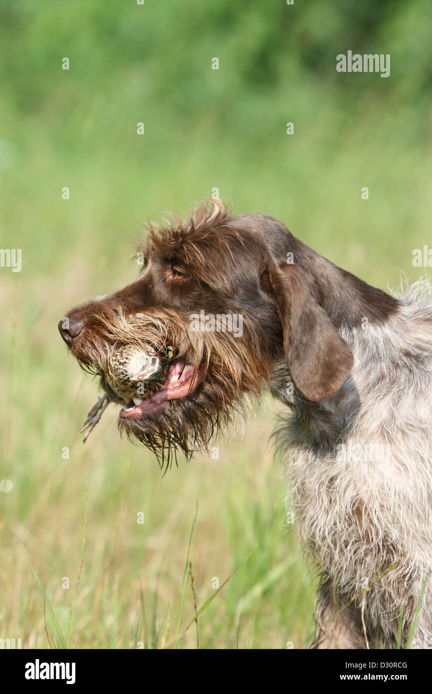 Cane di puntamento Wirehaired Griffon / Korthals Griffon adulto con una pernice in bocca Foto Stock