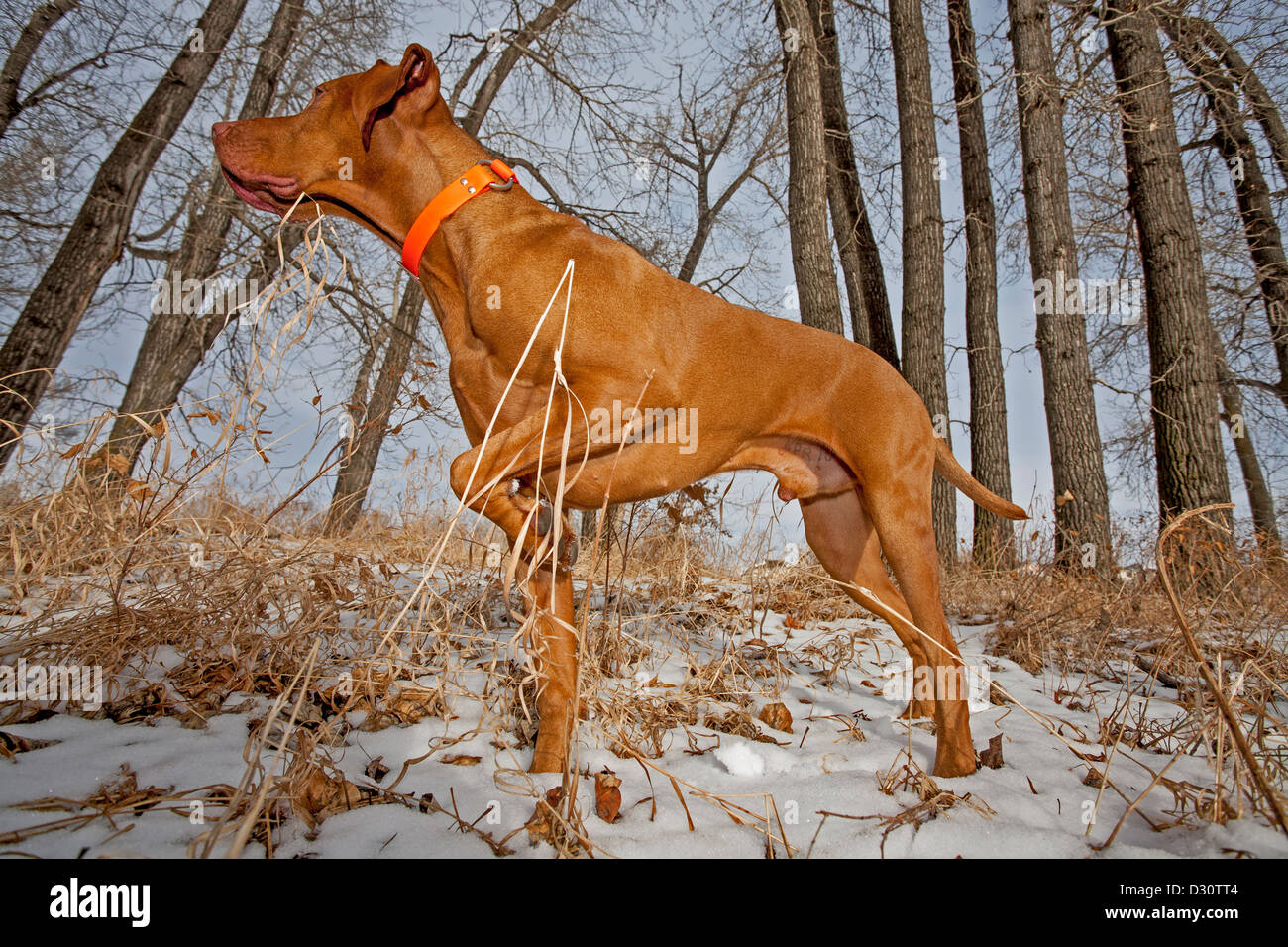 Vizsla ungherese cane di puntamento al lavoro nella foresta Foto Stock