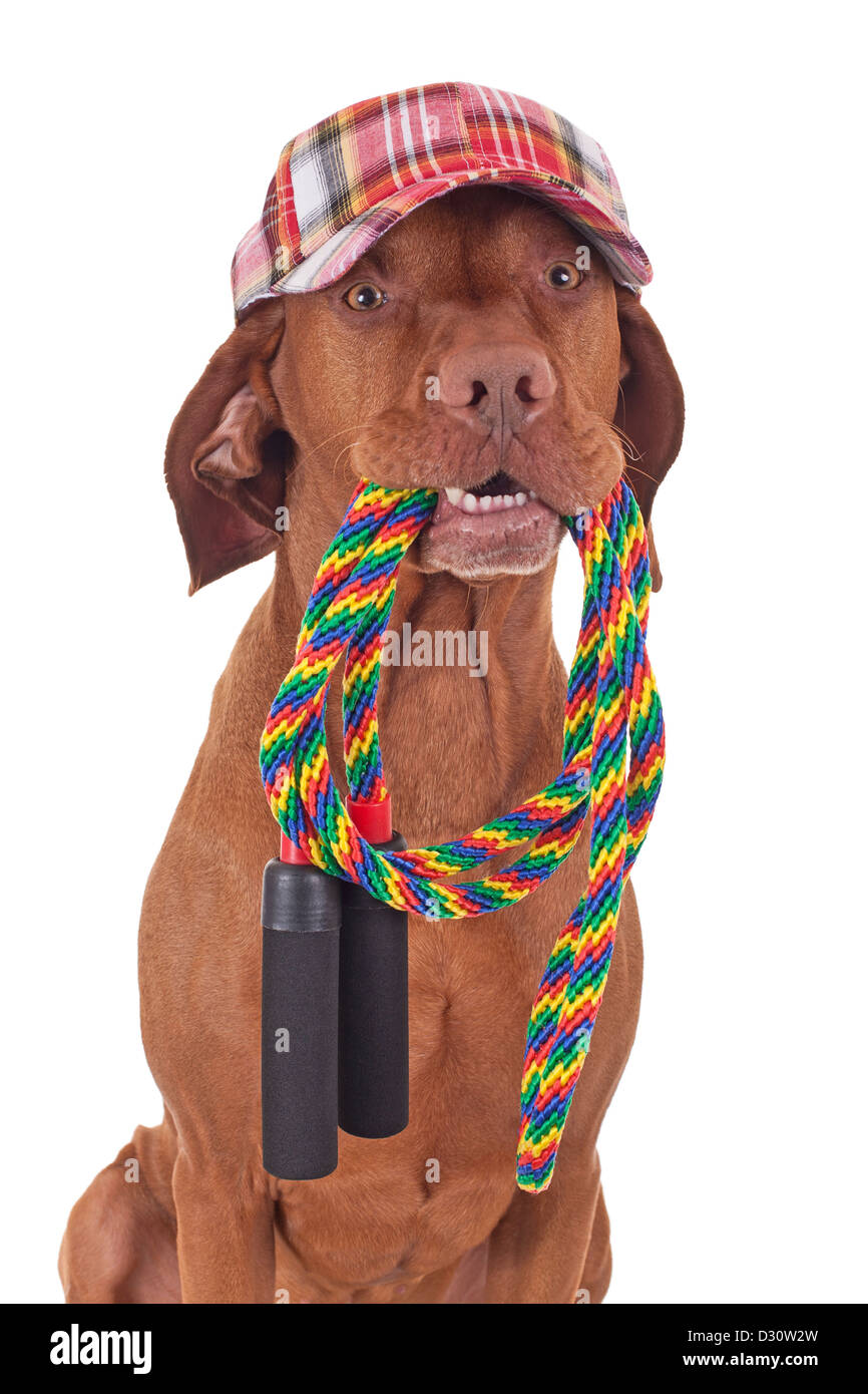 Cane con colorati baseball hat tenendo una corda da salto in bocca su sfondo bianco Foto Stock