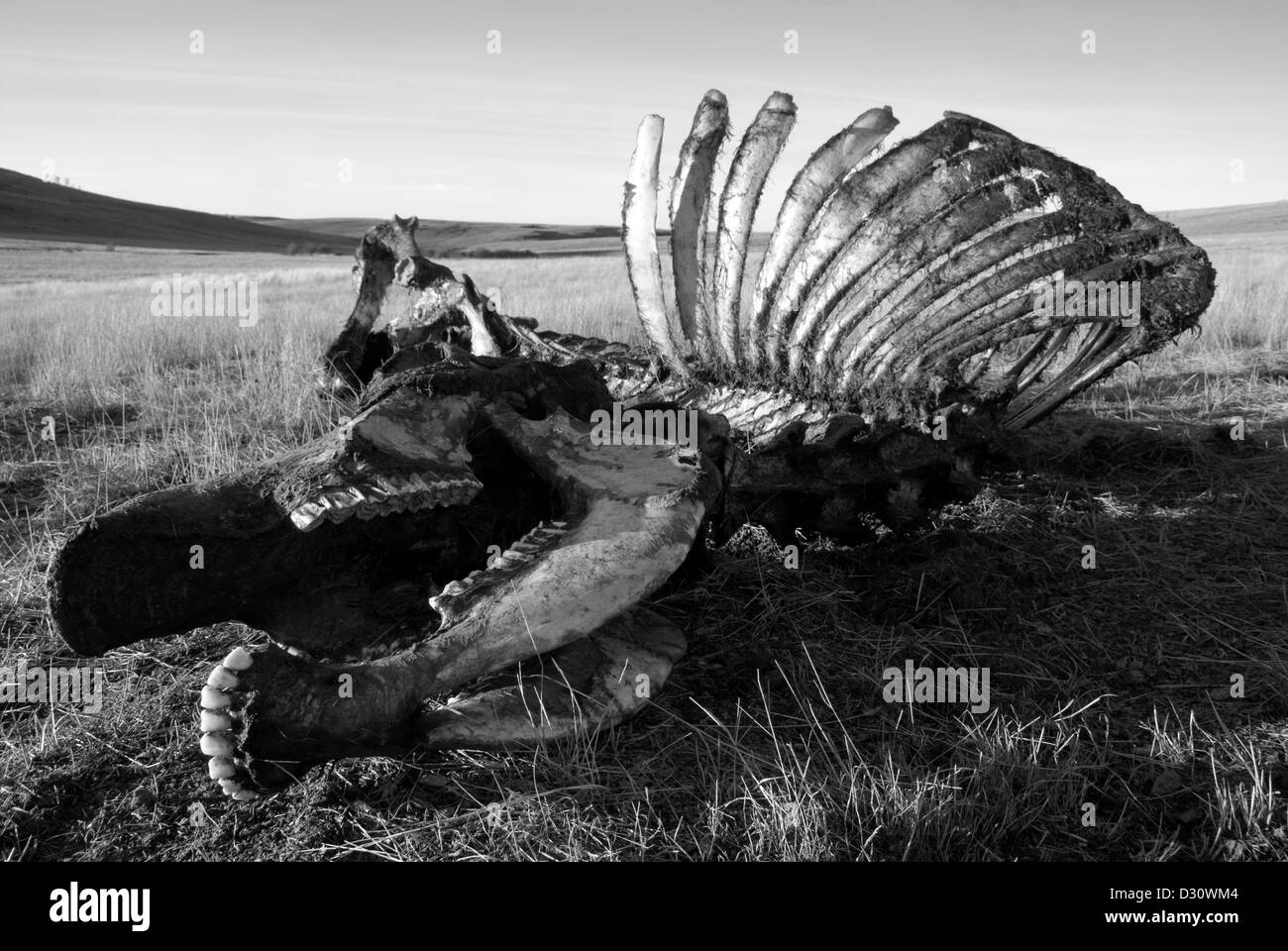 Vacca sulla carcassa dell'Oregon Zumwalt Prairie. Foto Stock