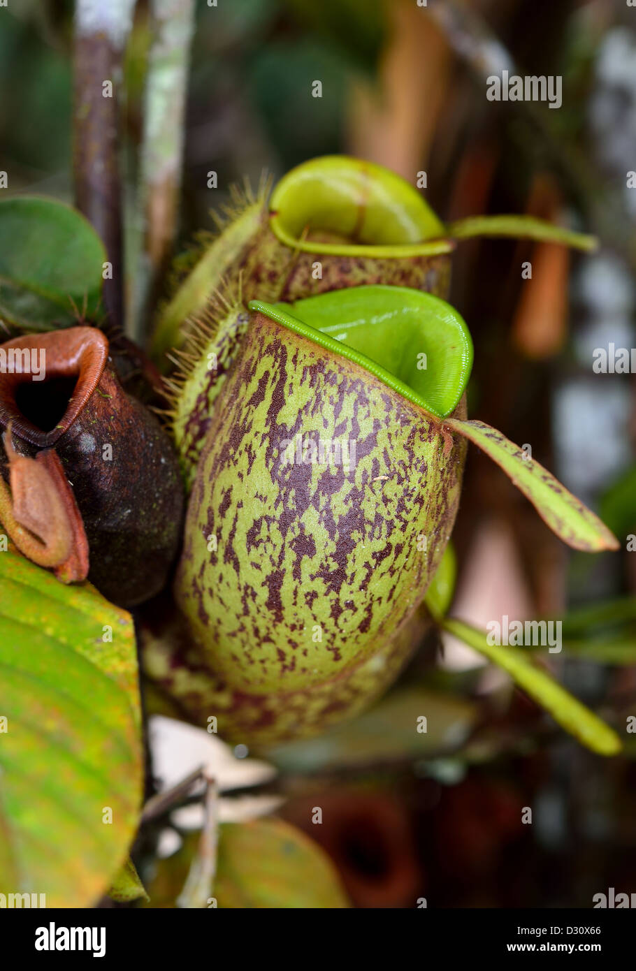 Pianta brocca (Nepenthes ampullaria). Sarawak, Borneo Malese. Foto Stock