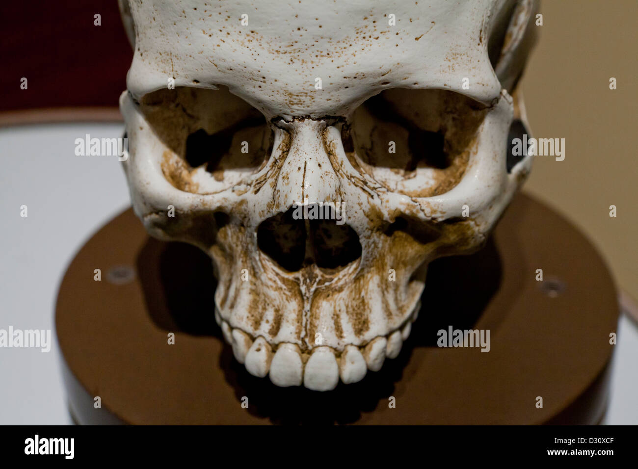 Cranio umano modello Foto Stock