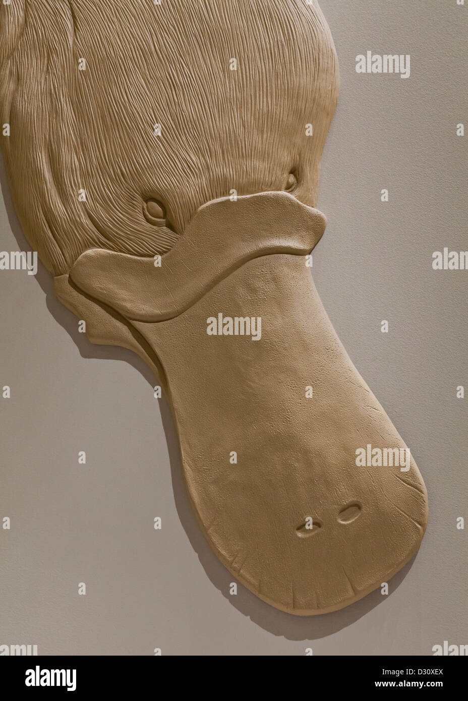 Platypus bill scultura Foto Stock