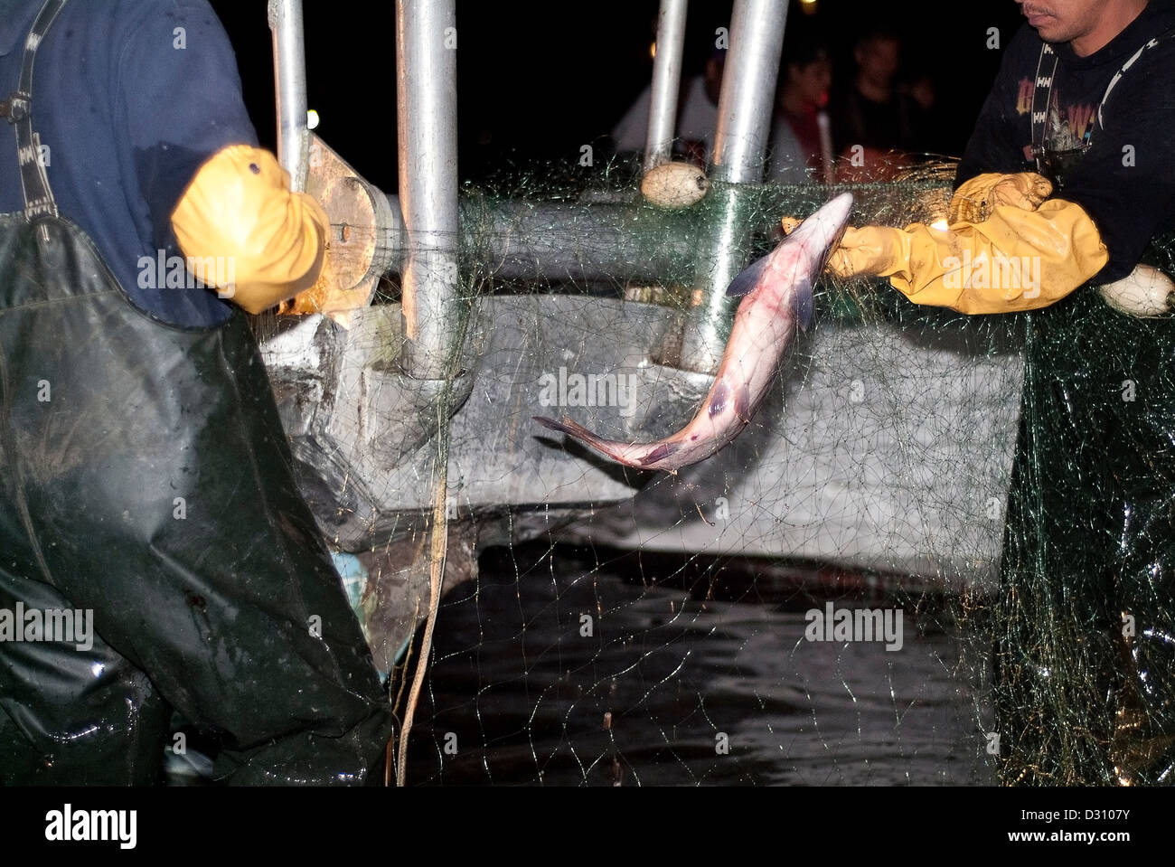 I pescatori la cattura del salmone da reti da imbrocco. Foto Stock