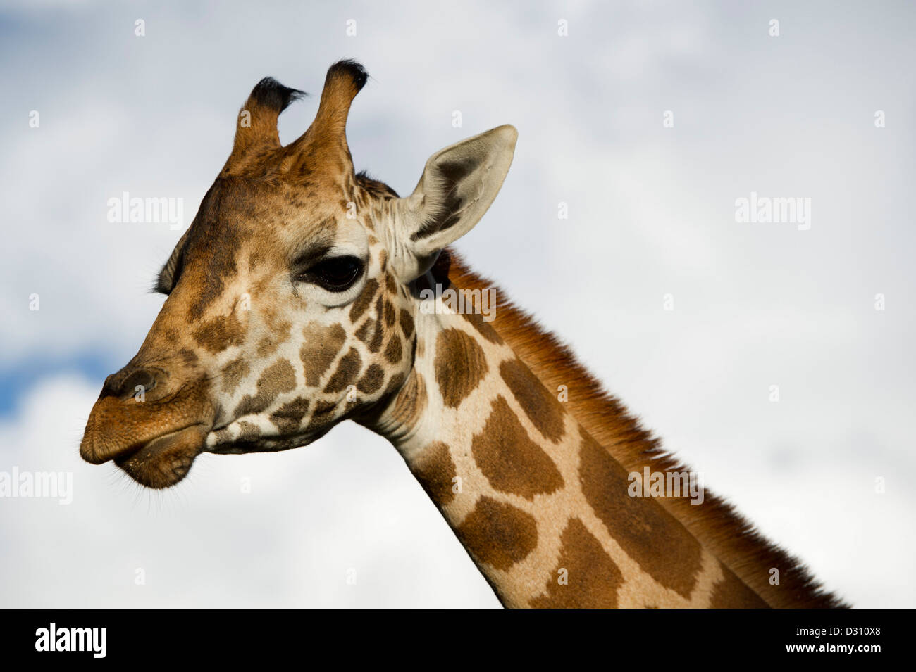 Giraffa Rothschild (Giraffa camelopardalis rothschildi), Centro Afew delle Giraffe, Nairobi, Kenia Foto Stock