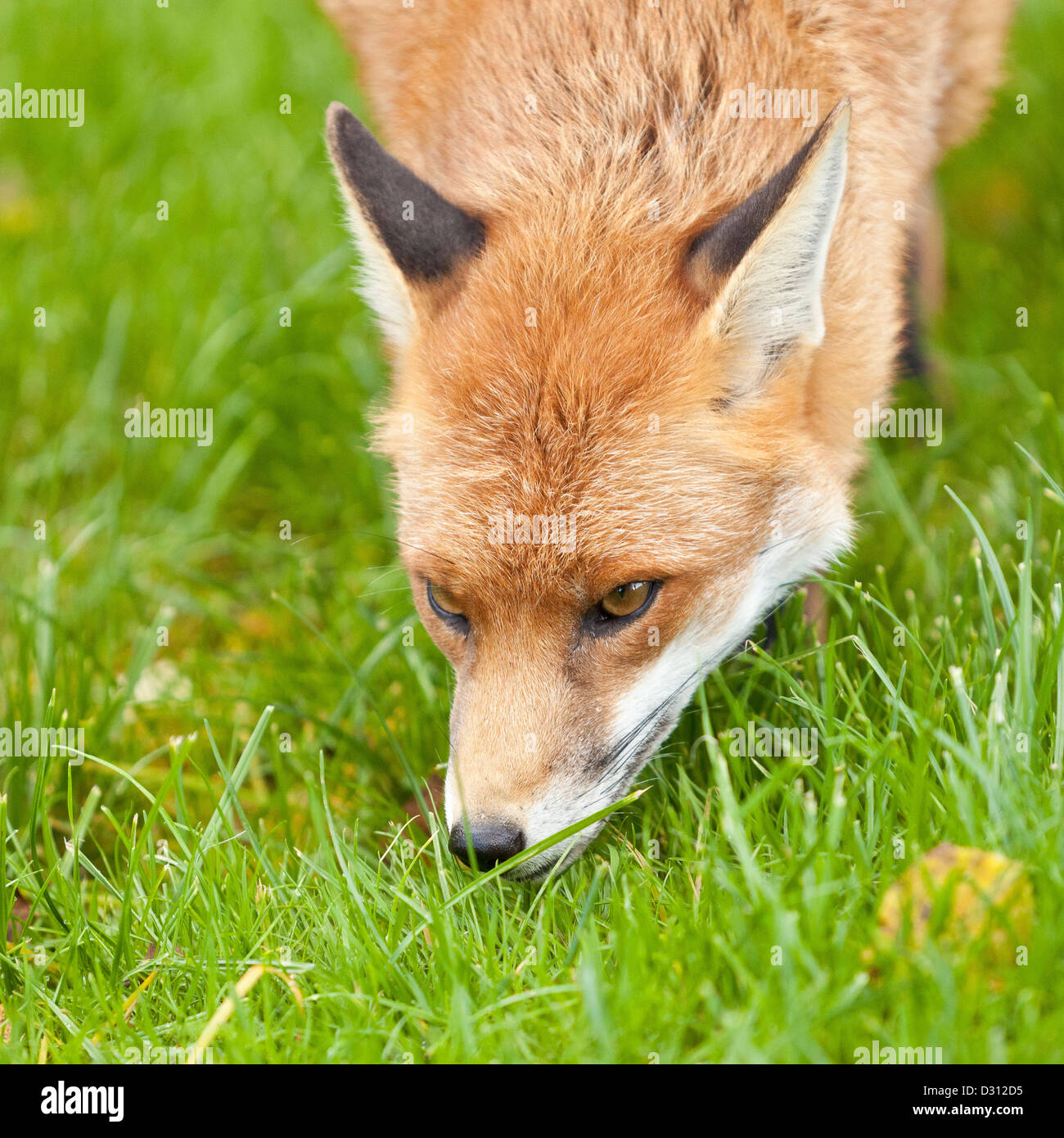 Una volpe rossa presso il British Centro faunistico del Surrey in Inghilterra Foto Stock