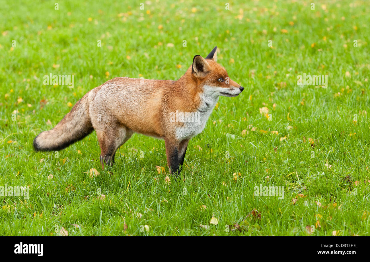 Una volpe rossa presso il British Centro faunistico del Surrey in Inghilterra Foto Stock