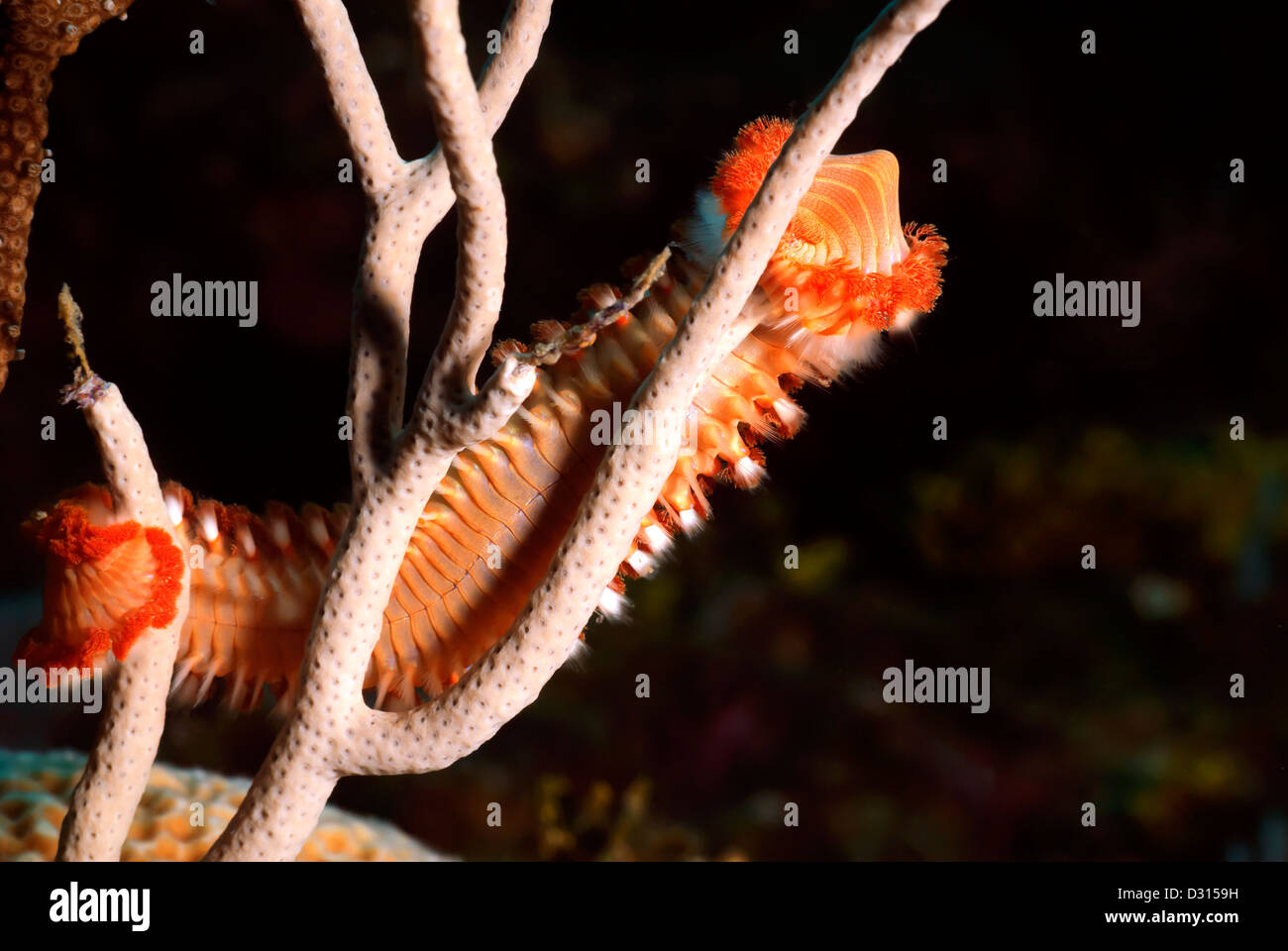 Fireworm barbuto, Hermodice carunculata o marine bristleworm salendo un corallo Utilia, isole di Bay, Honduras, Mar dei Caraibi Foto Stock