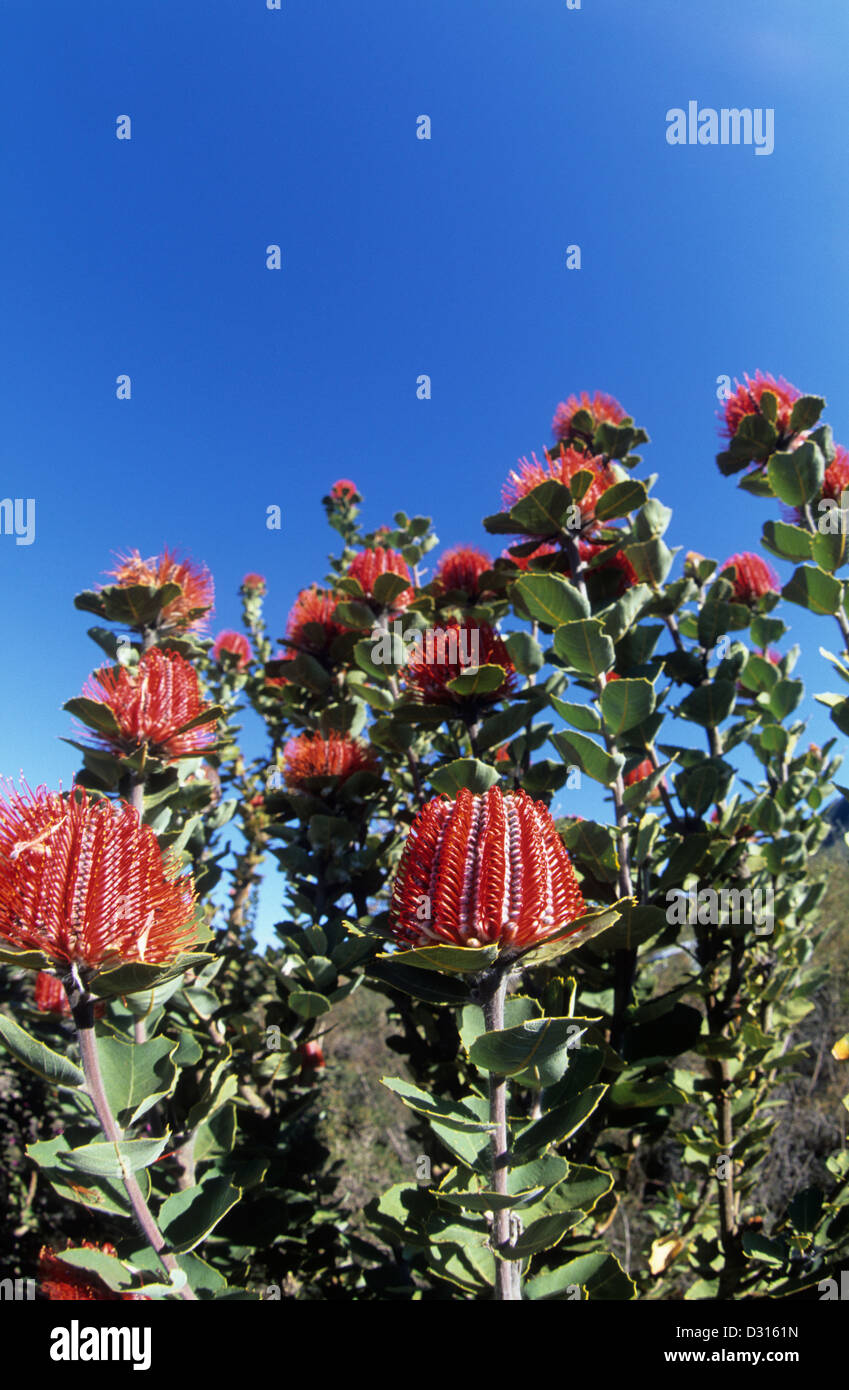 Australia, WA, Sterling è compreso il parco nazionale, Scarlet Banksia crescere in abbondanza e sono al loro meglio in primavera. Foto Stock