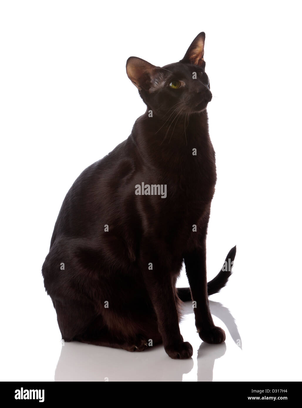 Marrone maschio Oriental Shorthair gatto su sfondo bianco Foto Stock