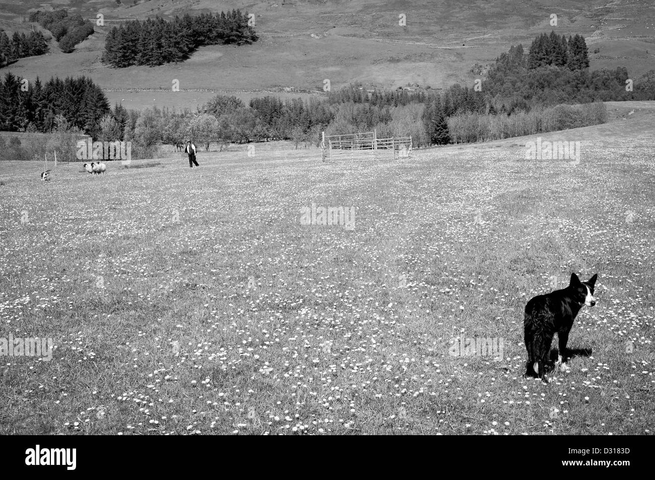 Sheep Dog trials Achindaul Fort William Highlands della Scozia UK Foto Stock