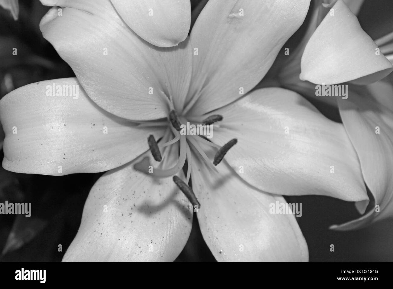 Lillies Foto Stock