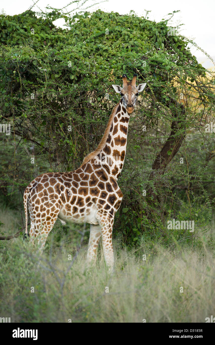 Giraffa Rothschild (Giraffa camelopardalis rothschildi), Ruko Comunità Wildlife Conservancy, Lake Baringo, Kenya Foto Stock