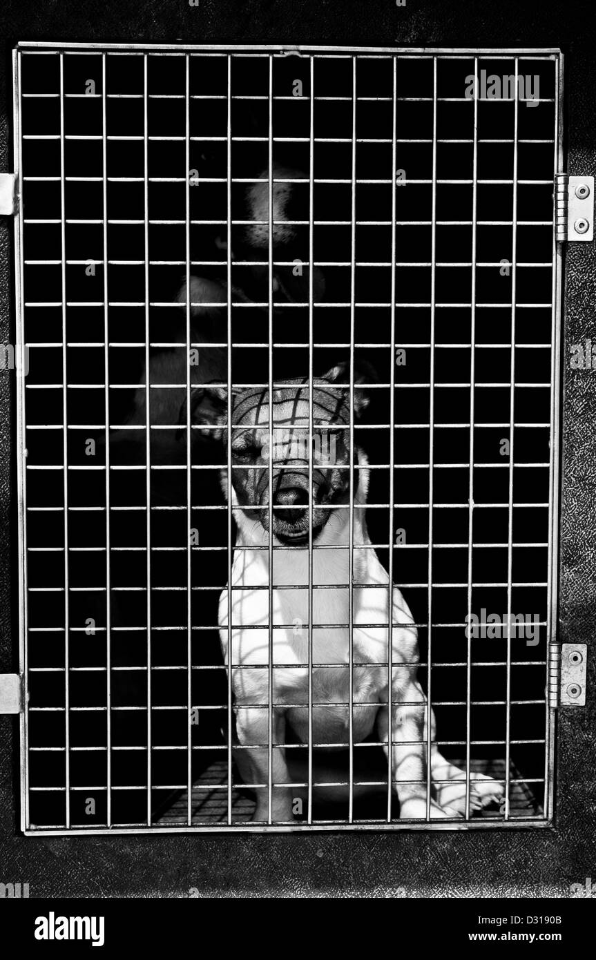 Sheep Dog trials Achindaul Fort William Highlands della Scozia UK Foto Stock