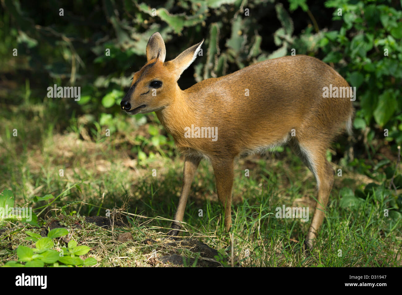 Cefalofo comune, Sylvicapra grimmia, Lake Baringo, Kenya Foto Stock