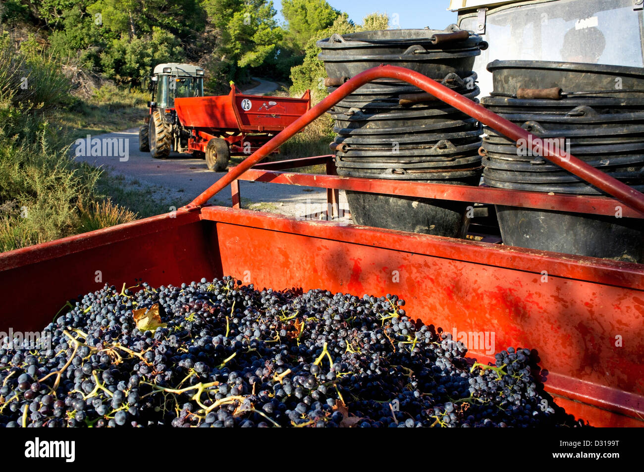 Vigneto, Francia - raccolte uve nere nel rimorchio, Beaumes de Venise, la Valle del Rodano, Francia Foto Stock