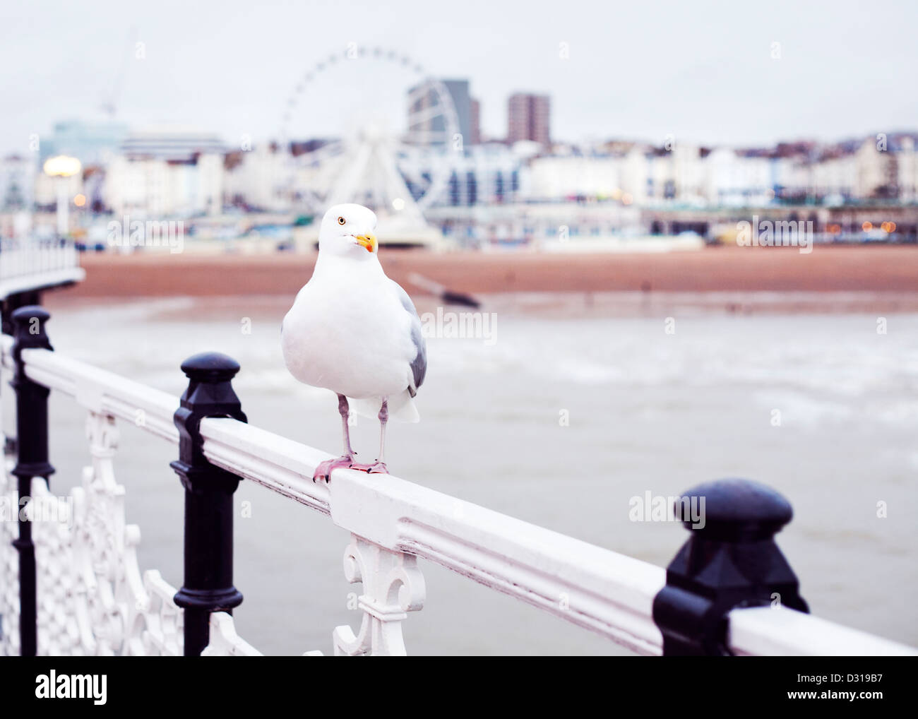 Brighton seagull Foto Stock