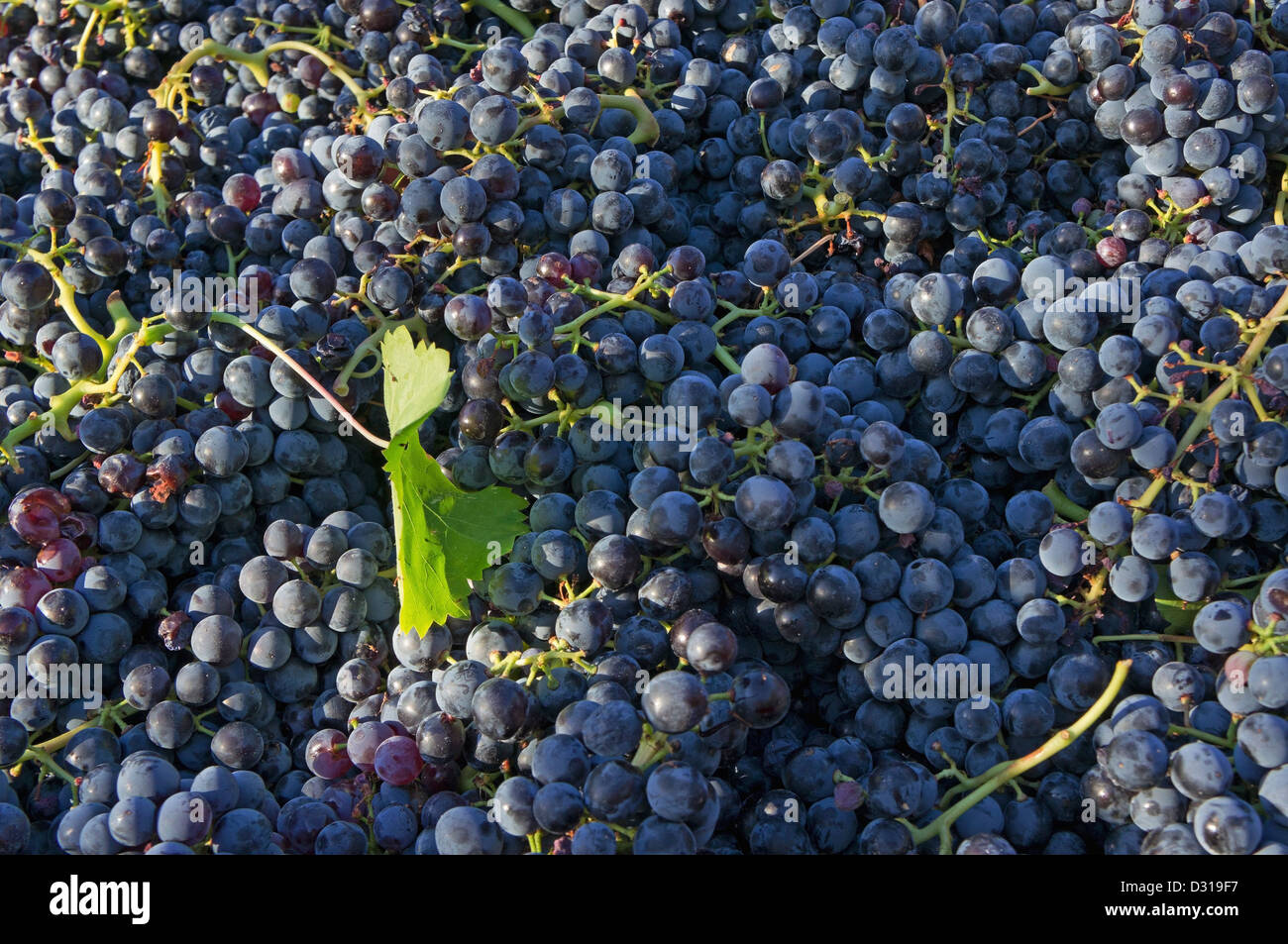 Raccolte uve nere nel rimorchio, Beaumes de Venise, la valle del Rodano, Francia Foto Stock