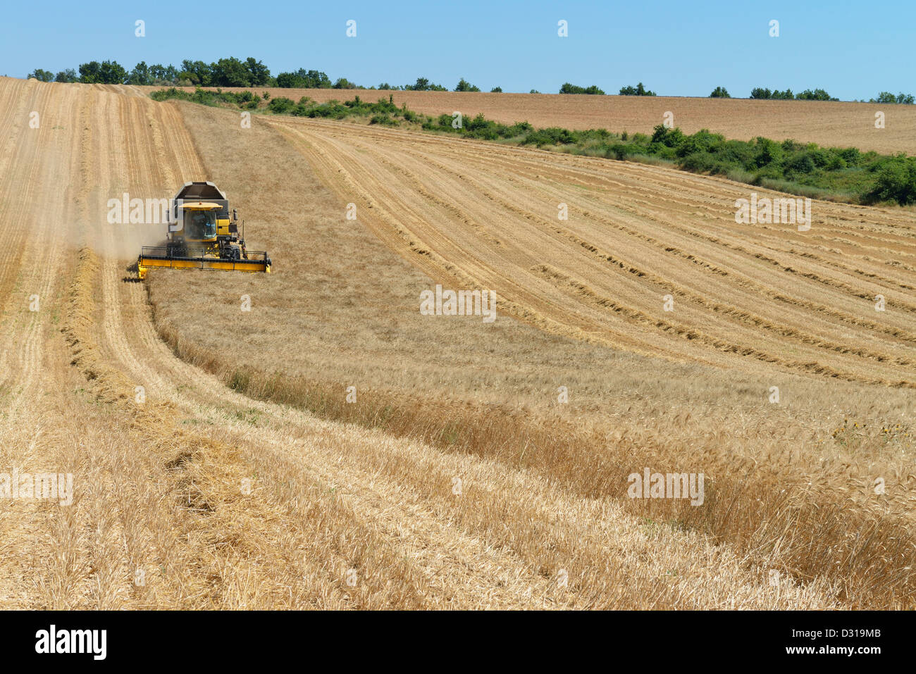 Mietitrebbia in campo di grano in estate, Valensole, Provenza, Francia Foto Stock