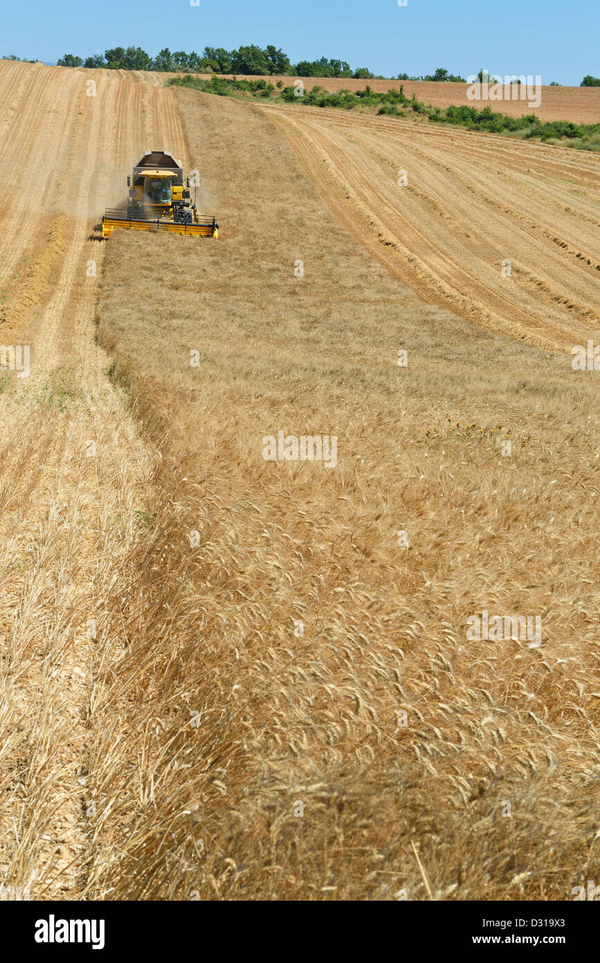 Mietitrebbia in campo di grano in estate, valensole, Francia Foto Stock