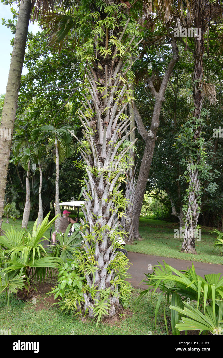 Crocodile Palm tree Foto Stock