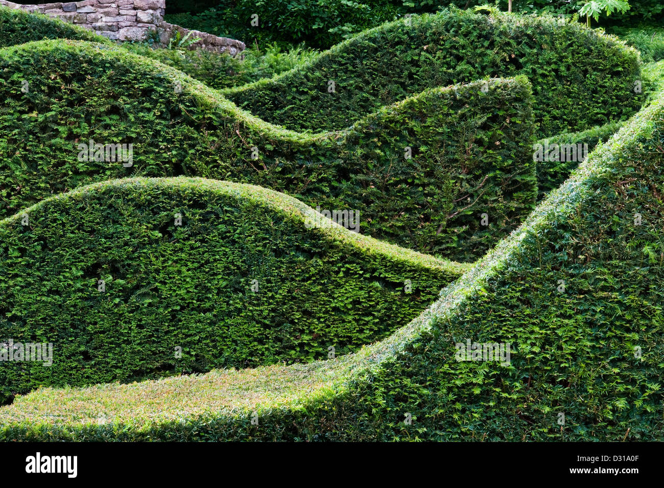 Siepi accuratamente tagliate al Veddw House Garden, Devauden, Galles, Regno Unito, un moderno e romantico giardino fatto da Anne Wareham e Charles Hawes Foto Stock