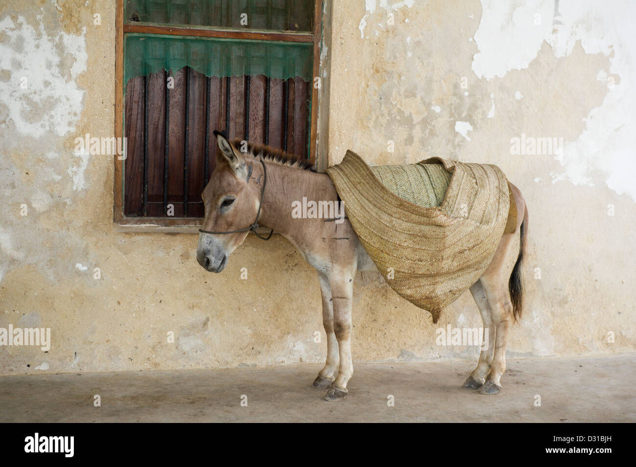 Gli asini sono mezzi di trasporto principali sulla isola di Lamu, l'arcipelago di Lamu, Kenya Foto Stock