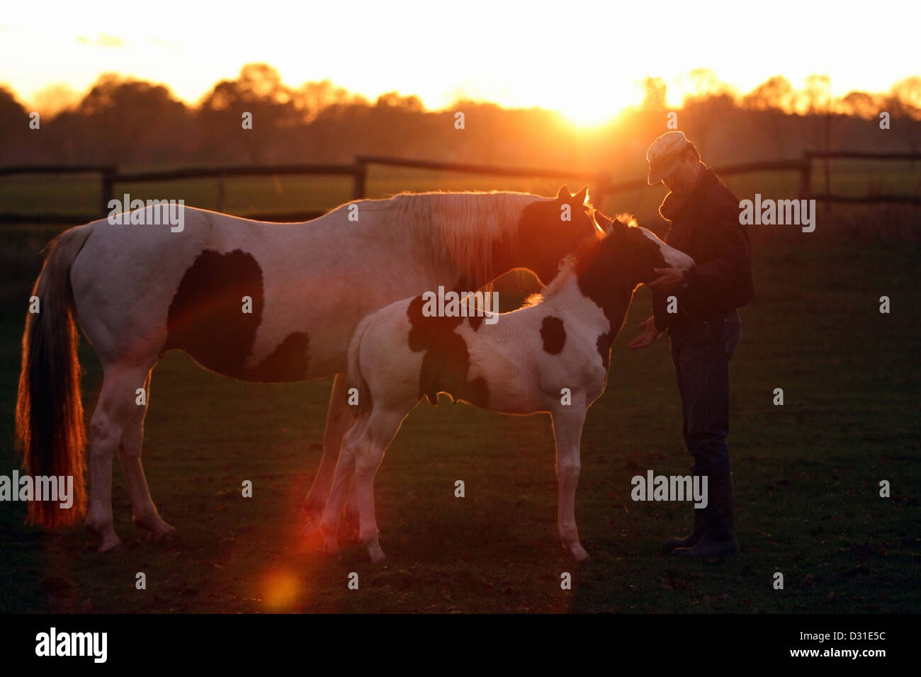 Cavallo di vernice con il puledro e uomo sul paddock al tramonto, Bassa Sassonia, Germania Foto Stock