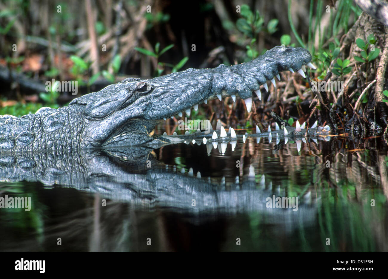 Coccodrillo americano Crocodilus acutus Florida Foto Stock