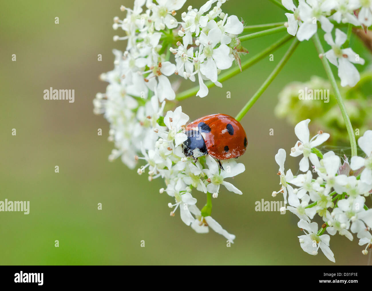 Un 7-Spot Ladybird su fiori bianchi Foto Stock