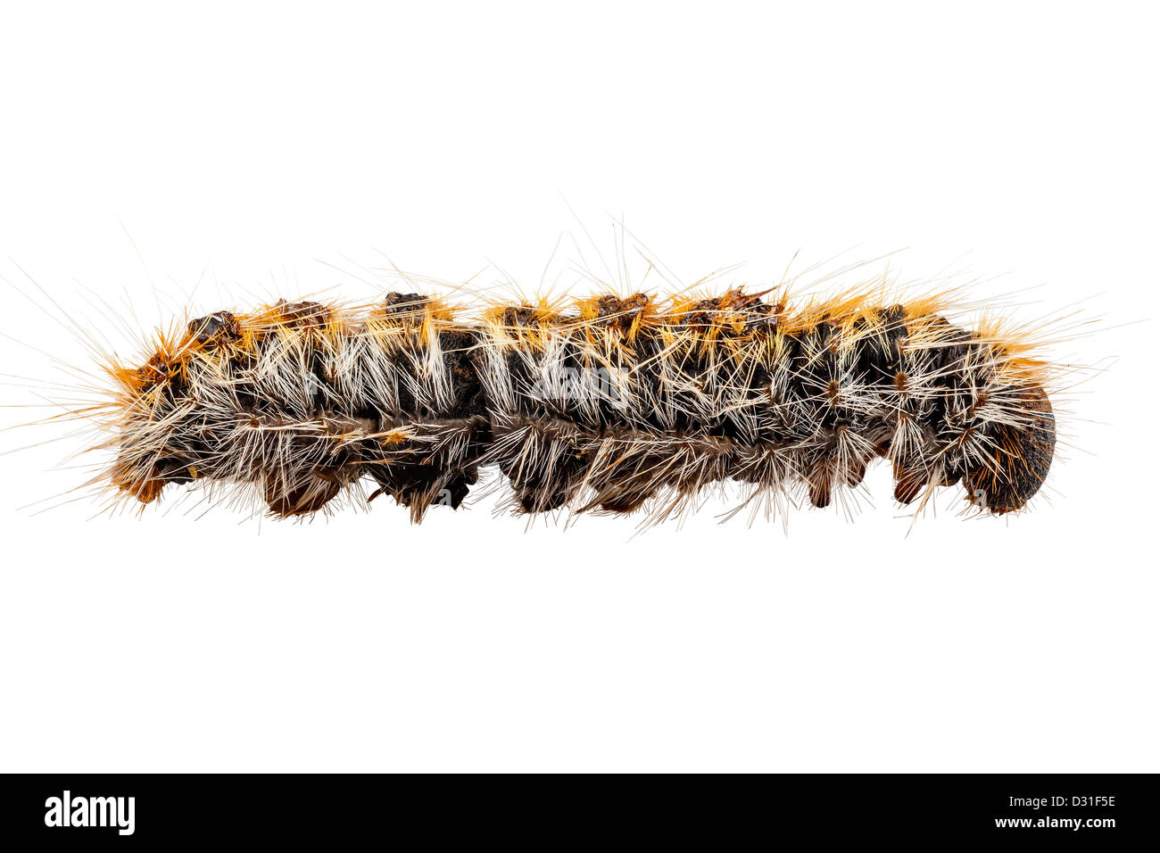 Caterpillar Pine Processionary specie Thaumetopoea pityocampa Foto Stock