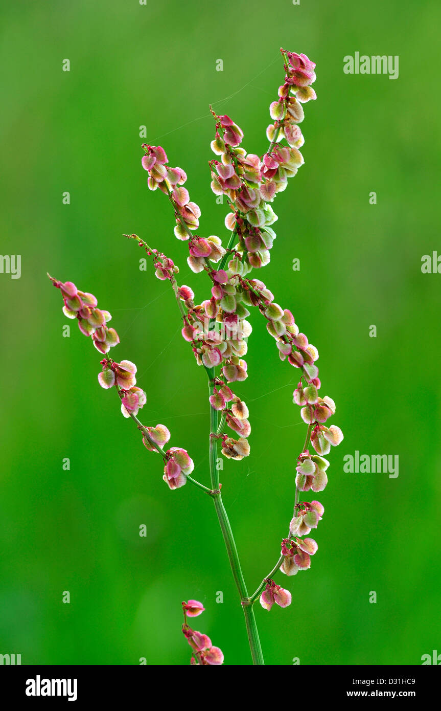 Una vista di comune sorrel Foto Stock