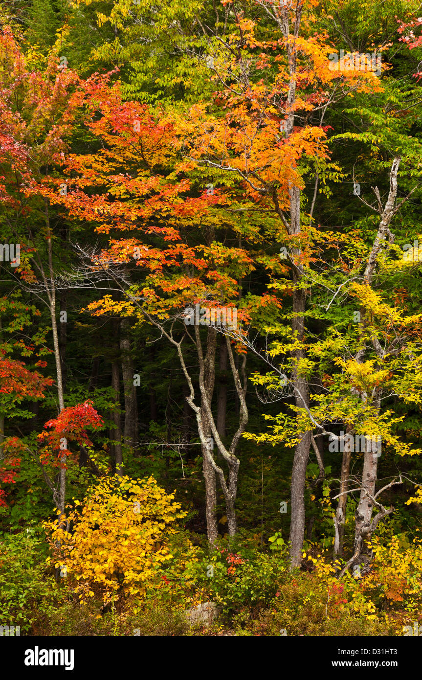 I colori autunnali dal fiume Swift Kancamagus Scenic Highway Route 112 White Mountains del New Hampshire USA Stati Uniti d'America Foto Stock
