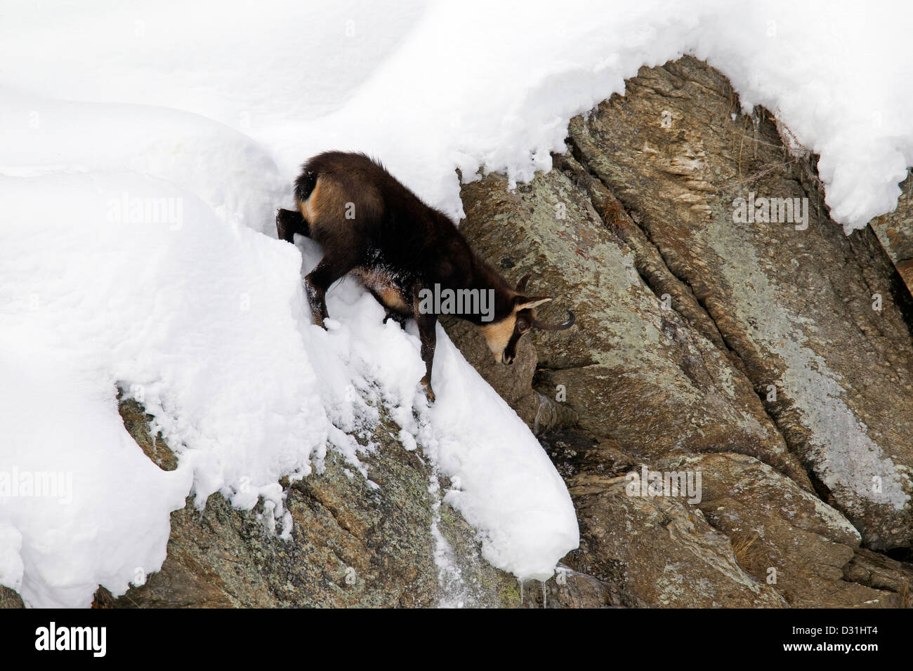 Il camoscio (Rupicapra rupicapra) che scendono a strapiombo di roccia nella neve in inverno Foto Stock