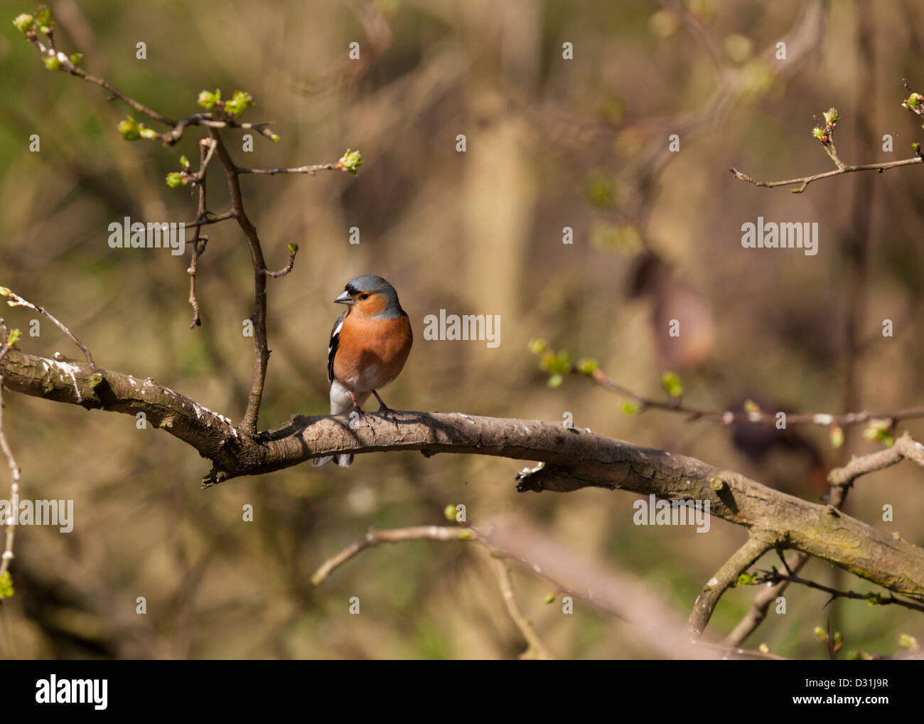 Il fringuello, (Fringilla coelebs} Foto Stock