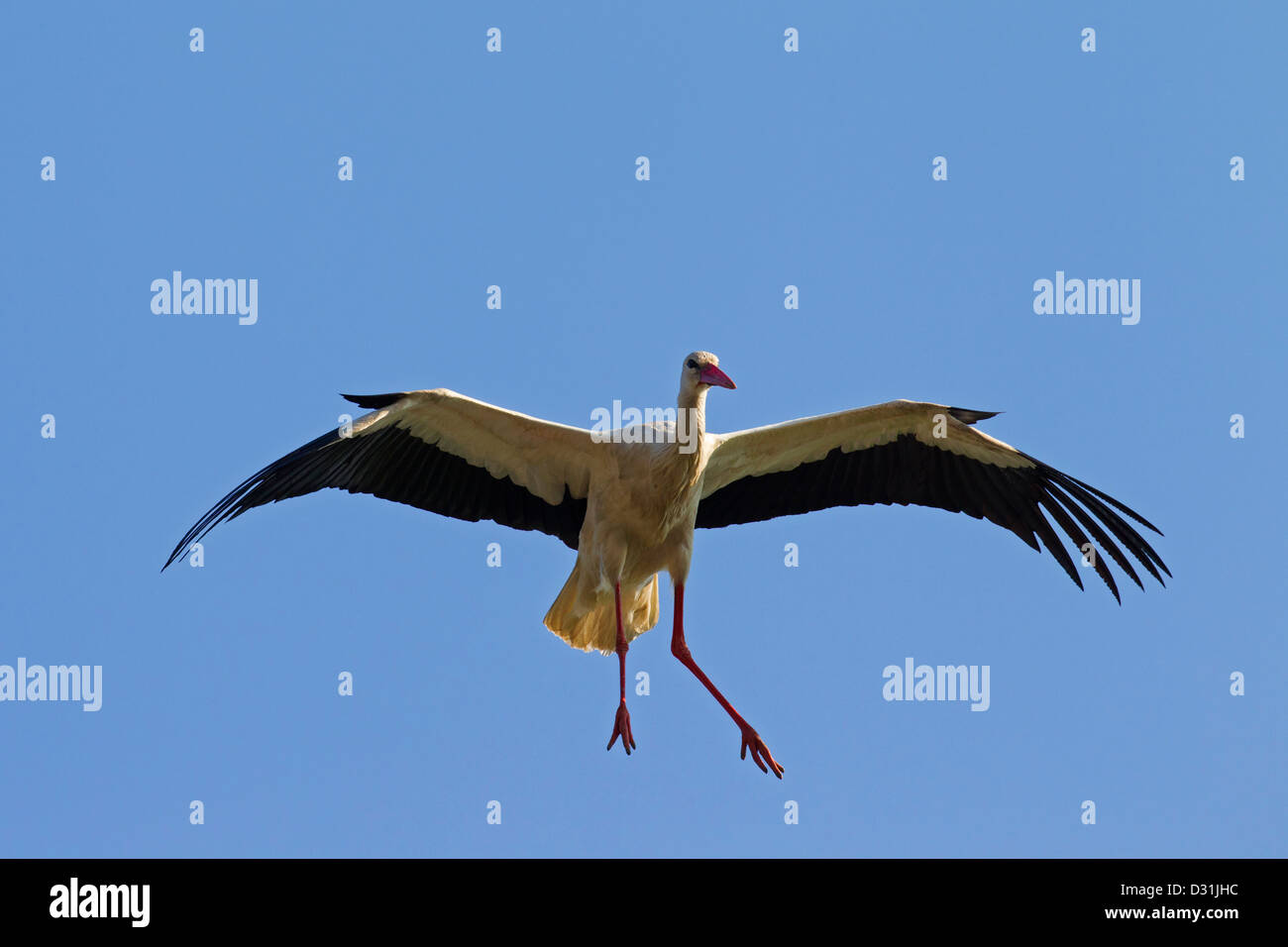 Cicogna bianca (Ciconia ciconia) in volo atterraggio con ali stese e piedi penzolanti contro il cielo blu Foto Stock
