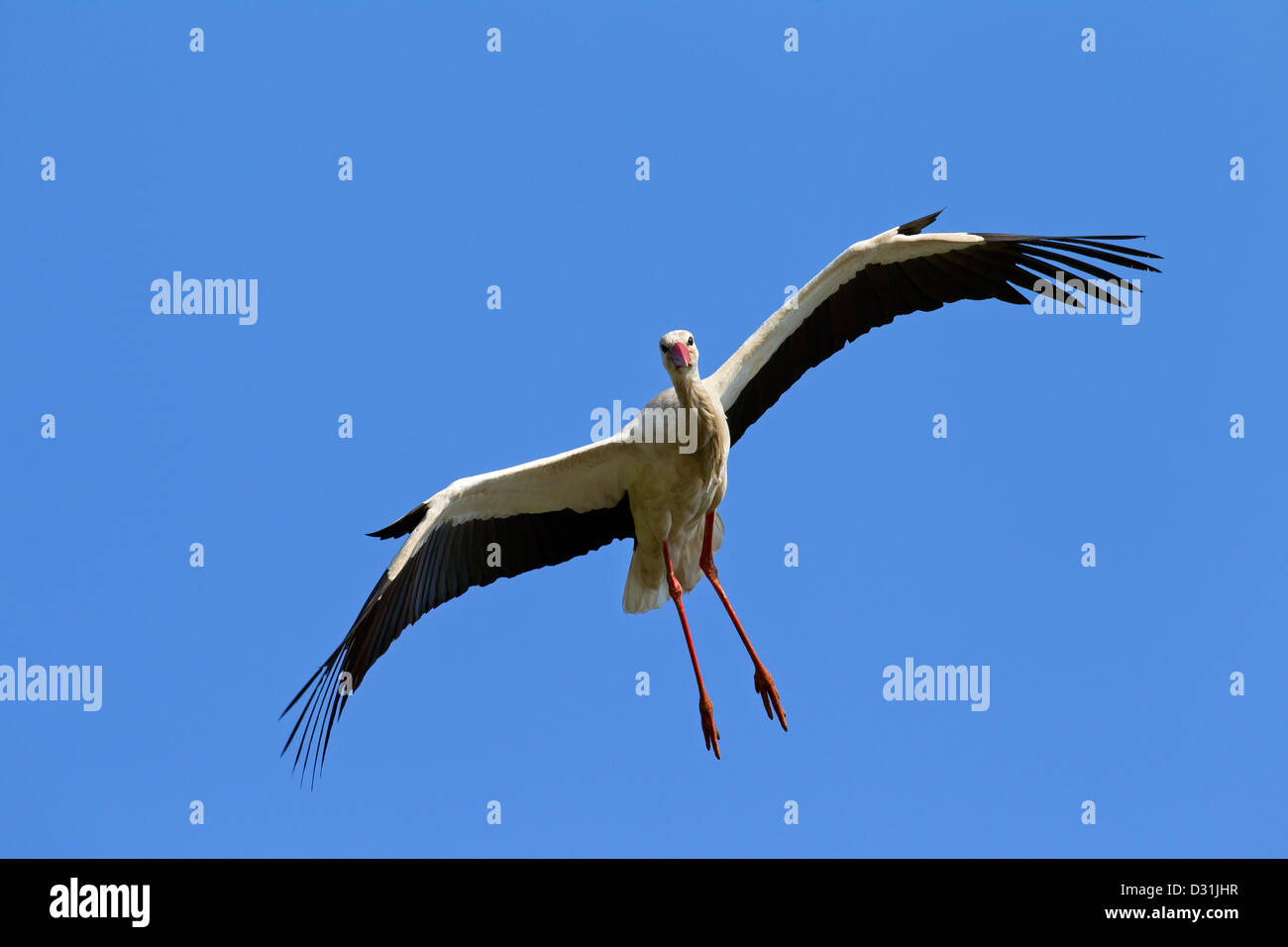 Cicogna bianca (Ciconia ciconia) in volo atterraggio con ali stese e piedi penzolanti contro il cielo blu Foto Stock